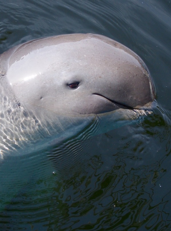 Irrawaddy Dolphin, by Na-Me