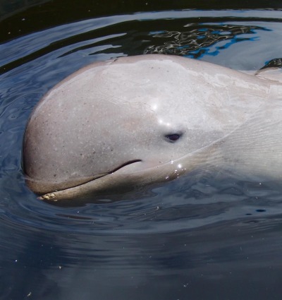 The Endangered Irrawaddy Dolphin, by Na Me