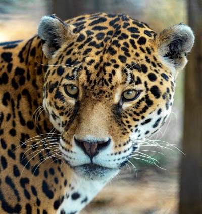 Jaguar, by Sam Rino