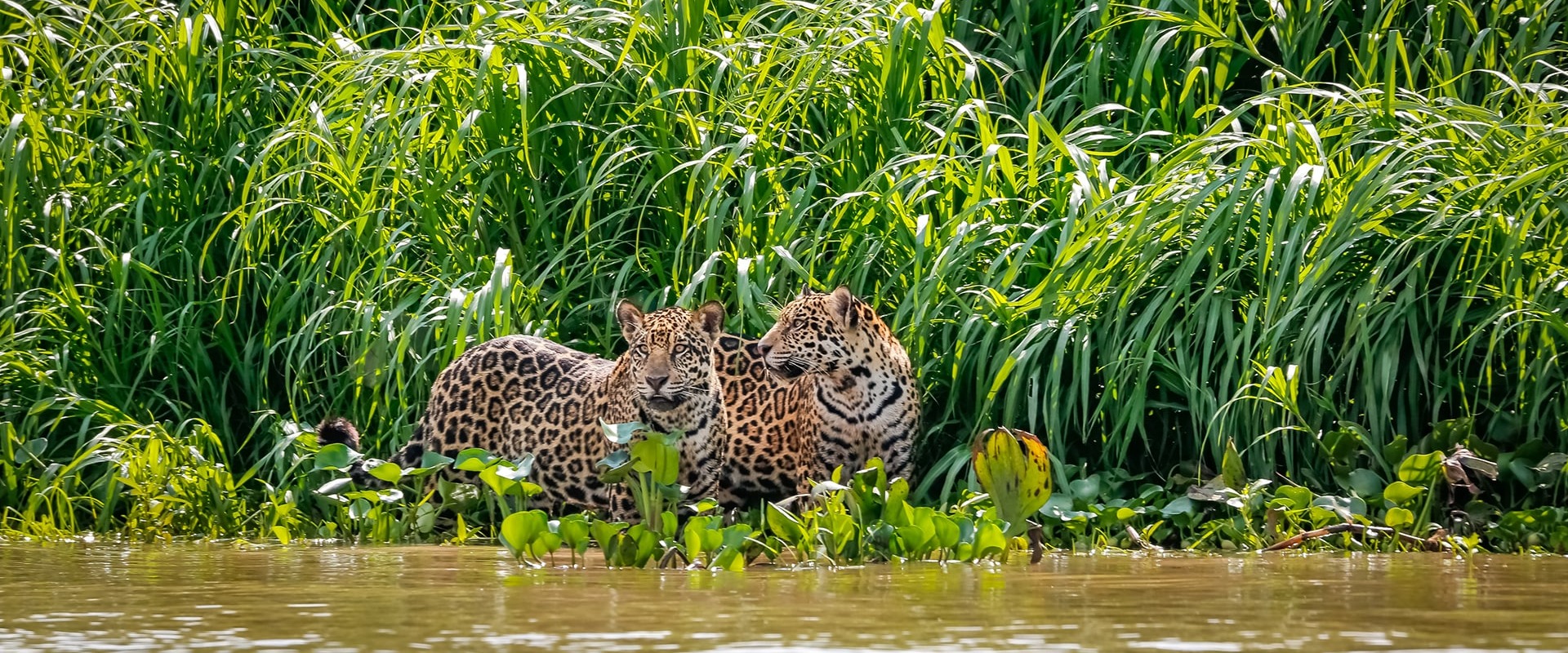 Two Jaguars in the forests of Brazil, by Uwe Bergwitz