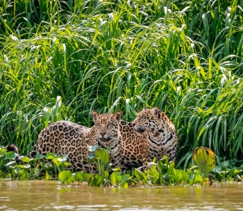 Two Jaguars, by Uwe Bergwitz