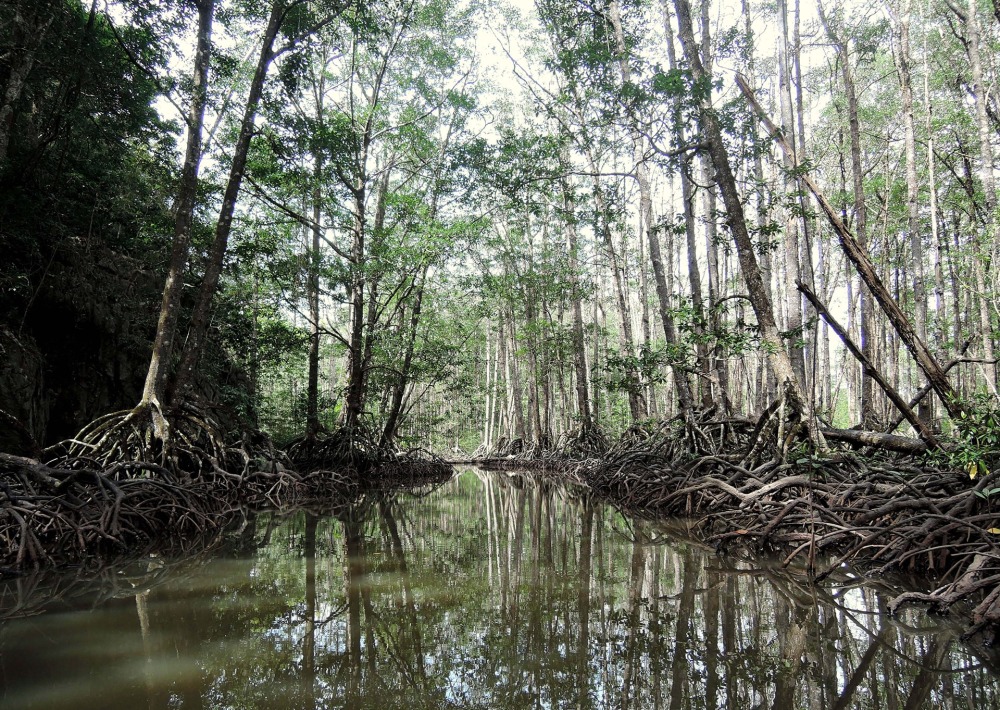 Mangrove Forest on the island of Palawan, Philippines, by Andreja