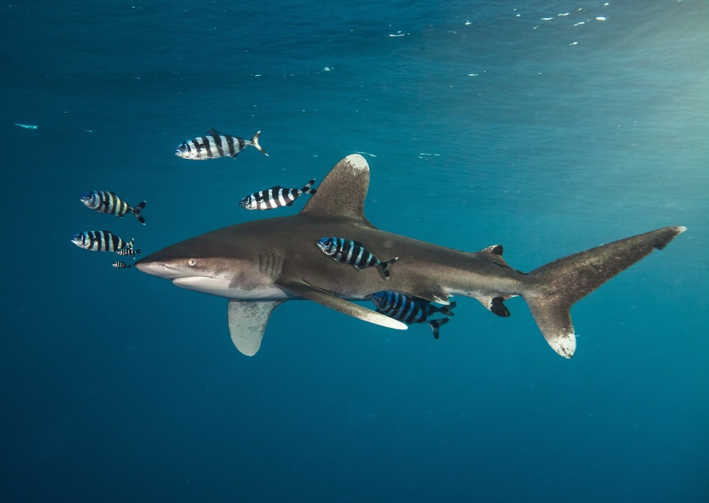 Oceanic Whitetip Shark, by Martin Hristov