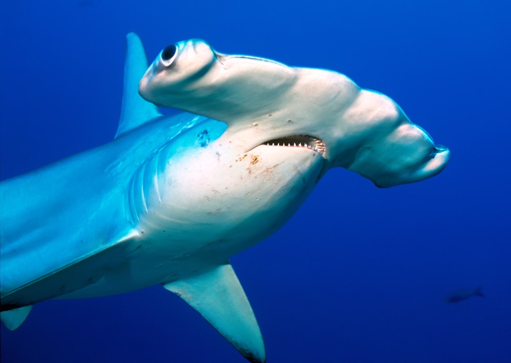 Scalloped Hammerhead, by Joe Dordo Brnobic