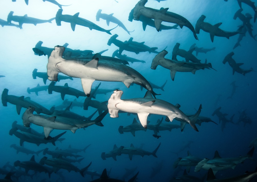 School of Scalloped Hammerheads, by Tomas Kotouc