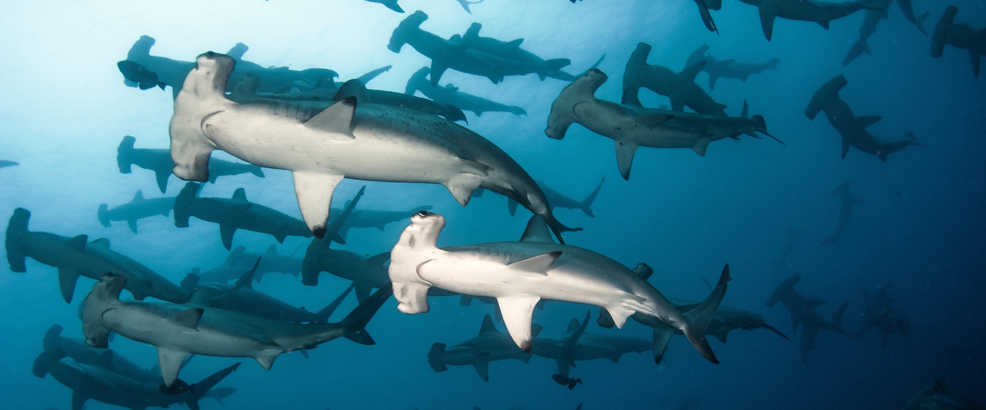 School of Scalloped Hammerheads, by Tomas Kotouc
