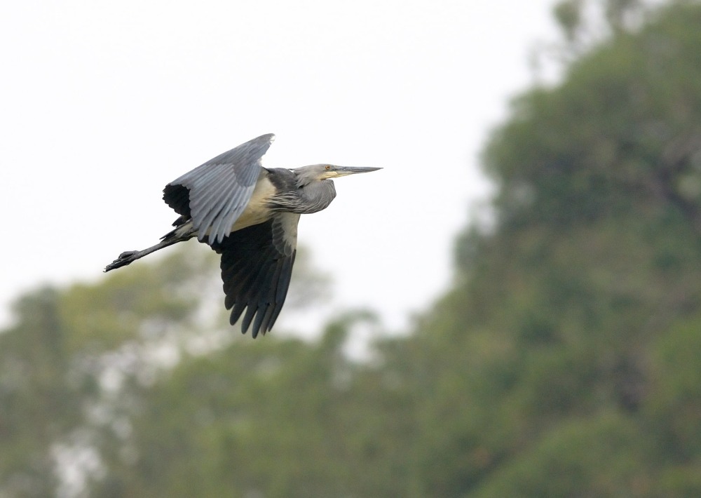 White-bellied Heron, by Rich Lindie