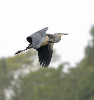 White-bellied Heron, by Rich Lindie
