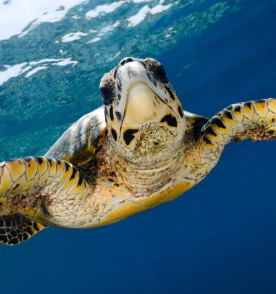 hawksbill turtle