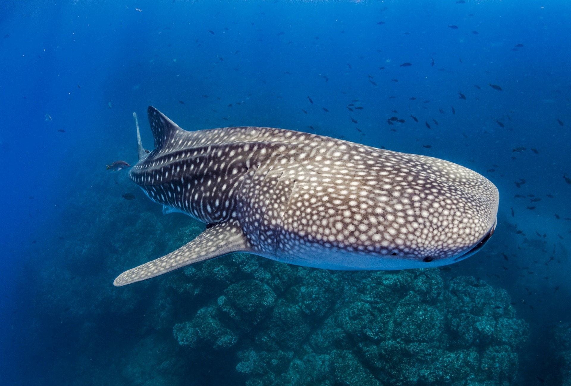 Whale shark