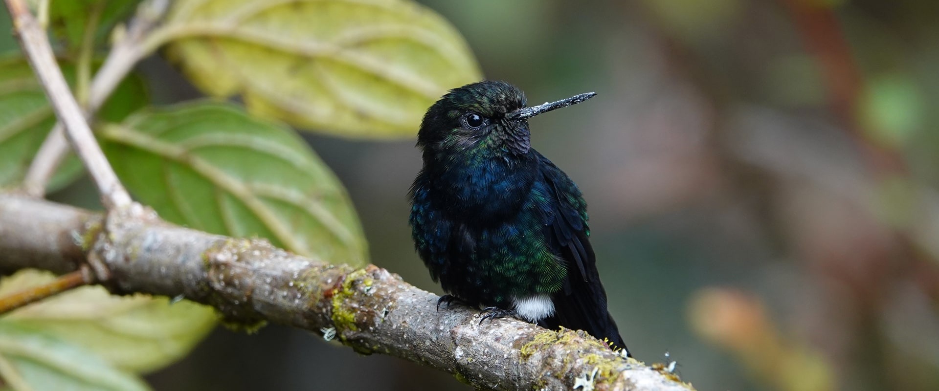 Black-breasted Puffleg, by Patricio Mena/Fundación Jocotoco