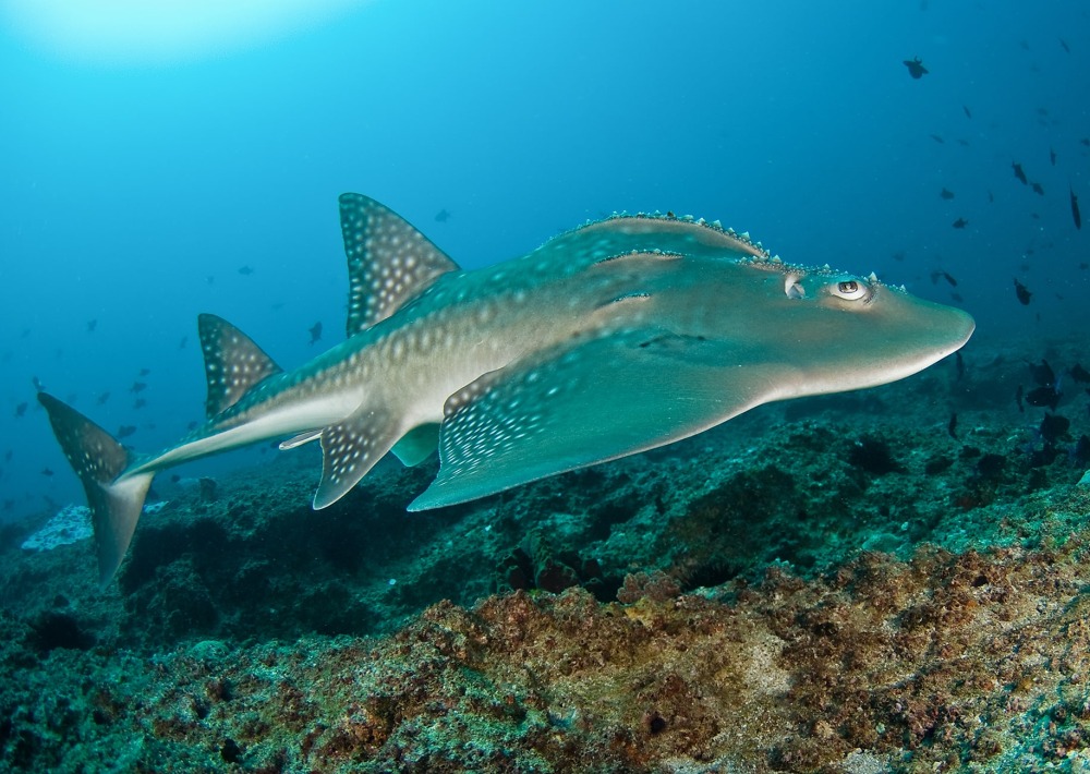 Bowmouth Guitarfish, by Tomas Kotouc