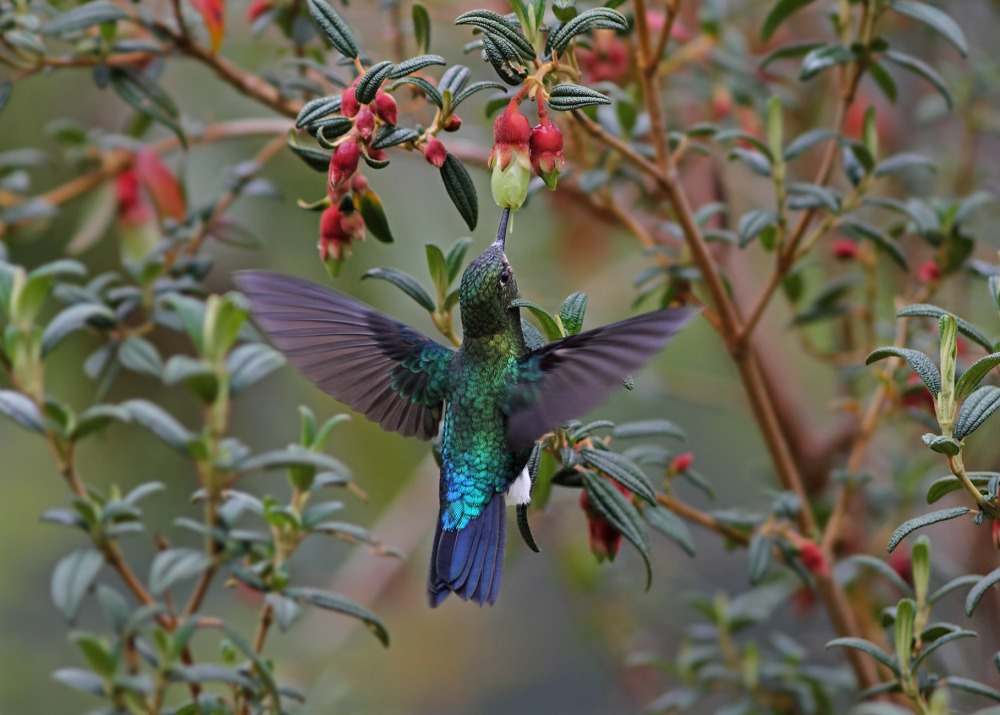 Black-breasted Puffleg, by Jocotoco