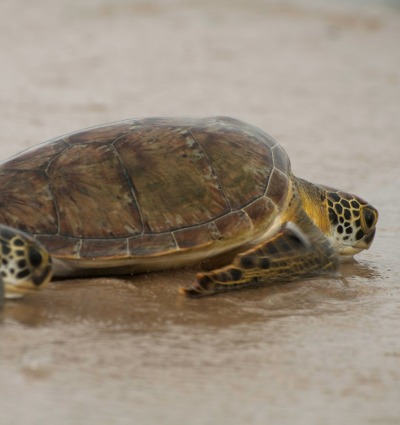 Green Turtles, photo by Renatura