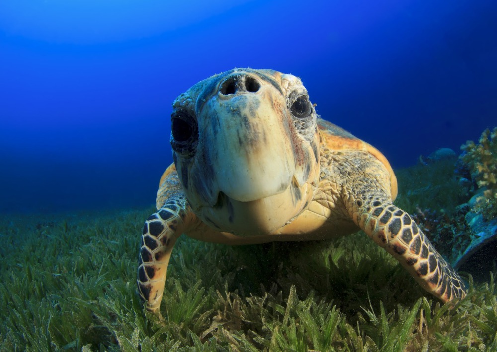 Hawksbill Sea Turtle, by Rich Carey