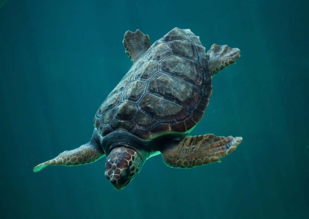 Loggerhead Sea Turtle, by Vladimir Wrangel