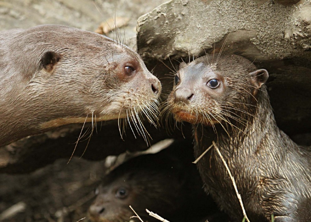 The Endangered Giant Otter, by Zoofanatic/Flickr