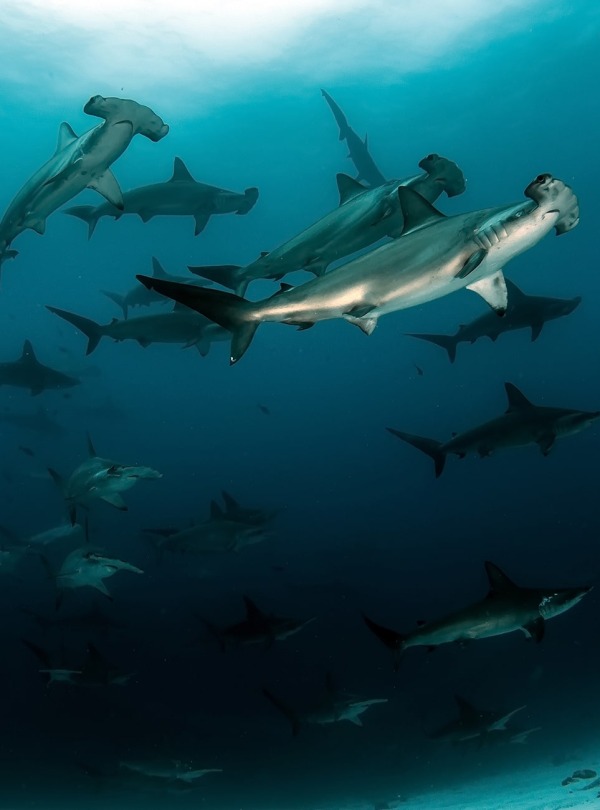 Scalloped Hammerheads, by Tomas Kotouc