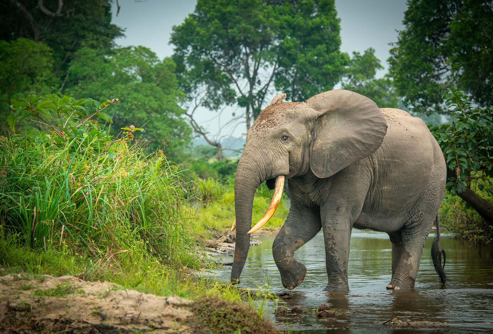 African Forest Elephant, by Roger de la Harpe