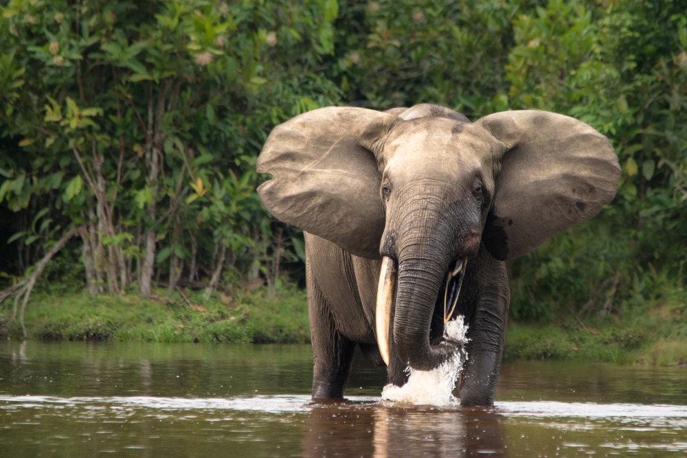 African Forest Elephant, by Michal Varga