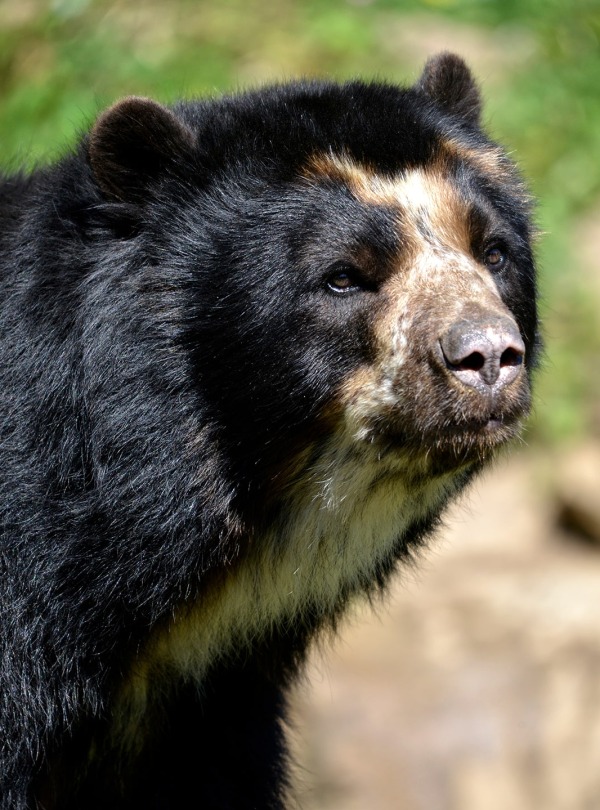 The Andean or Spectacled Bear, by Christian Musat