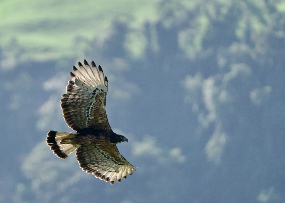 Black-and-chestnut Eagle, by jeremaixs