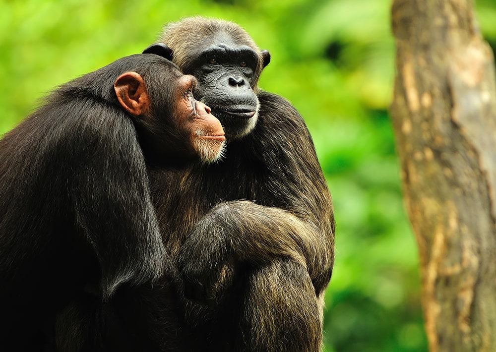Chimpanzees, by Y.F. Wong