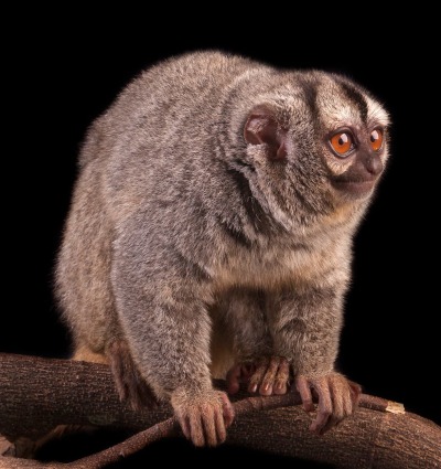 Colombian Night Monkey, by Guillermo Ossa