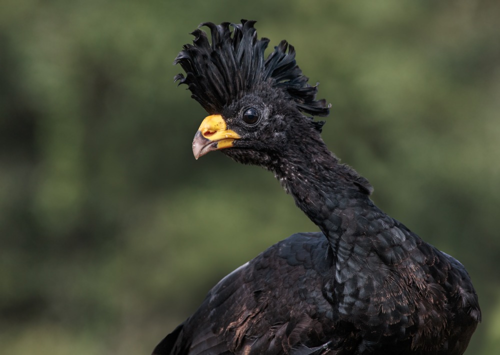 The Great Curassow, by Andy Morffew