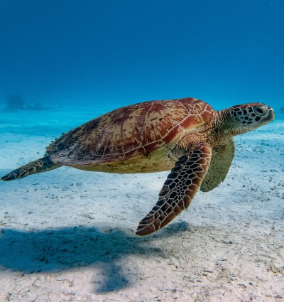 Green Sea Turtle, by SaltedLife