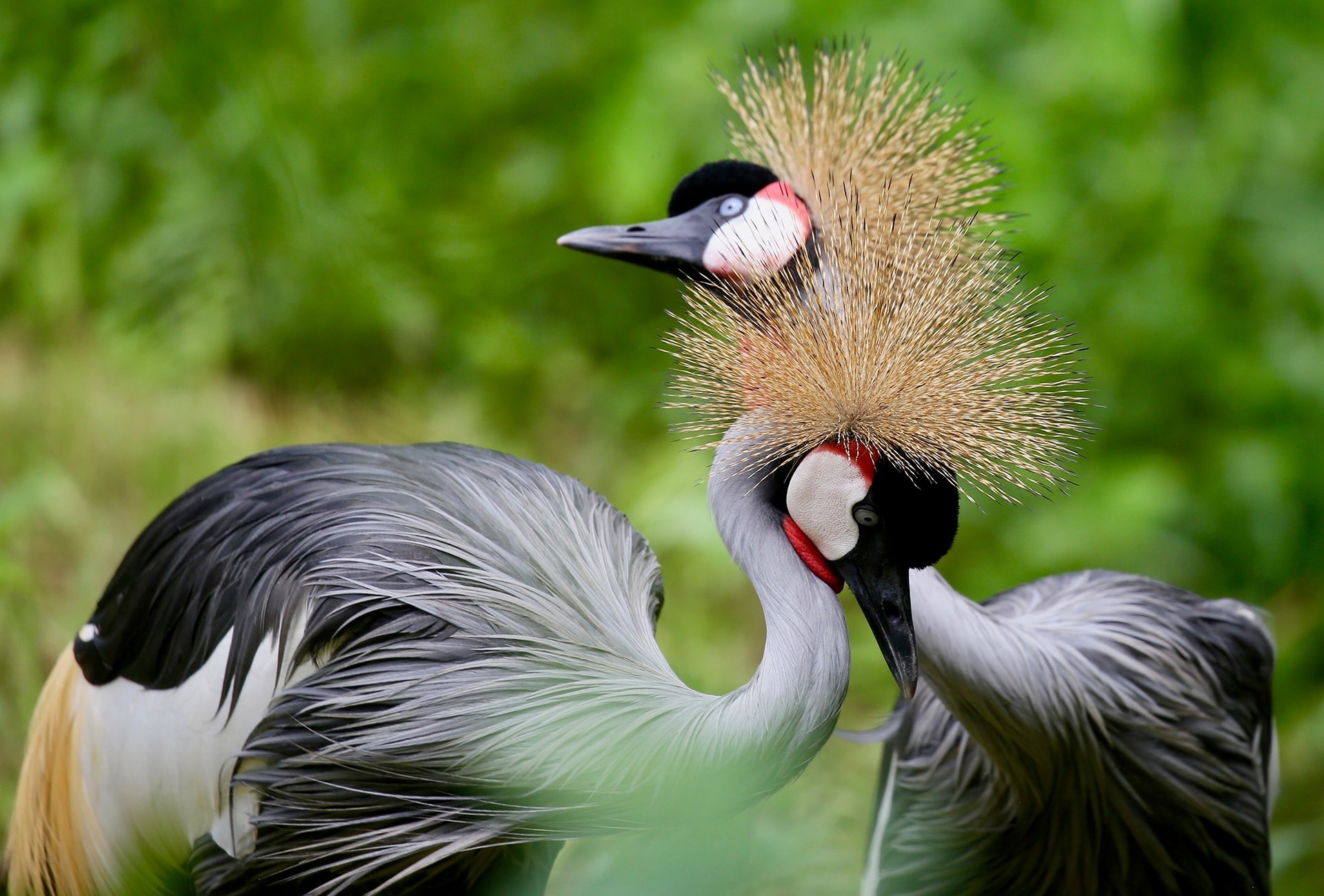 Grey Crowned Crane, by Richardmak