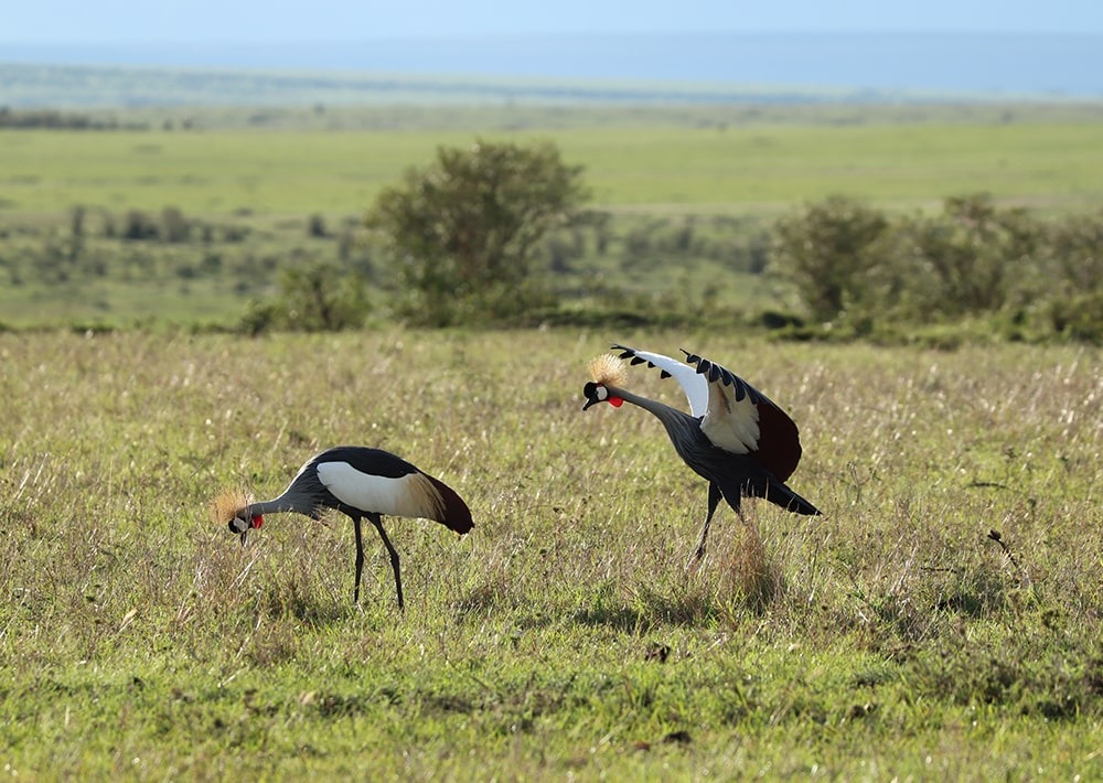 The Grey Crowned Crane courtship dance, by Marie Lemerle