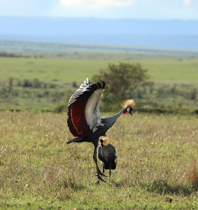 The Grey Crowned Crane courtship dance, by Marie Lemerle