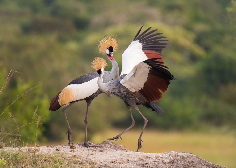 Grey Crowned Cranes courtship dance, by Petr Simon