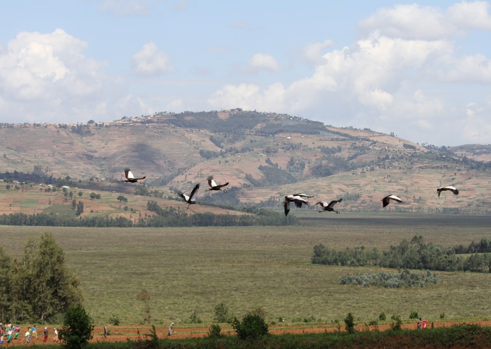 Grey Crowned Cranes fly over Rugezi Marsh, courtesy of RWCA