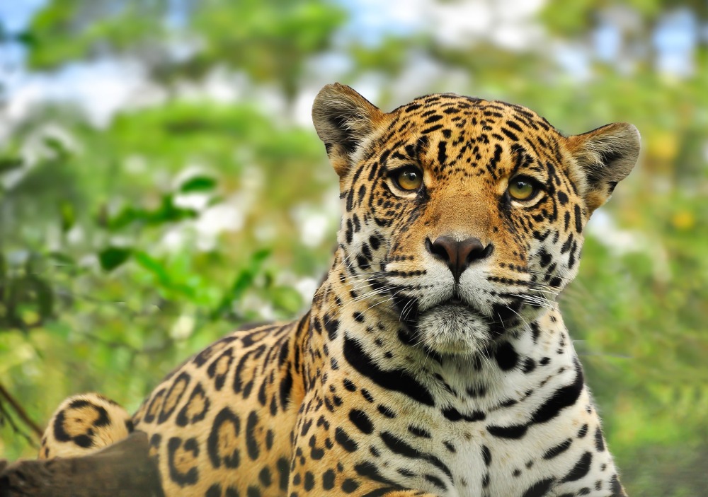 Jaguar, by Jo Reason