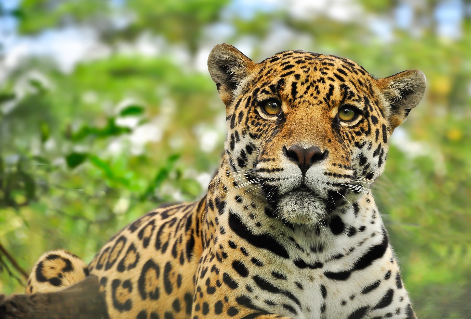 Jaguar, by Jo Reason