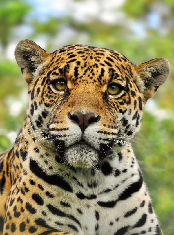 Jaguar, by Jo Reason