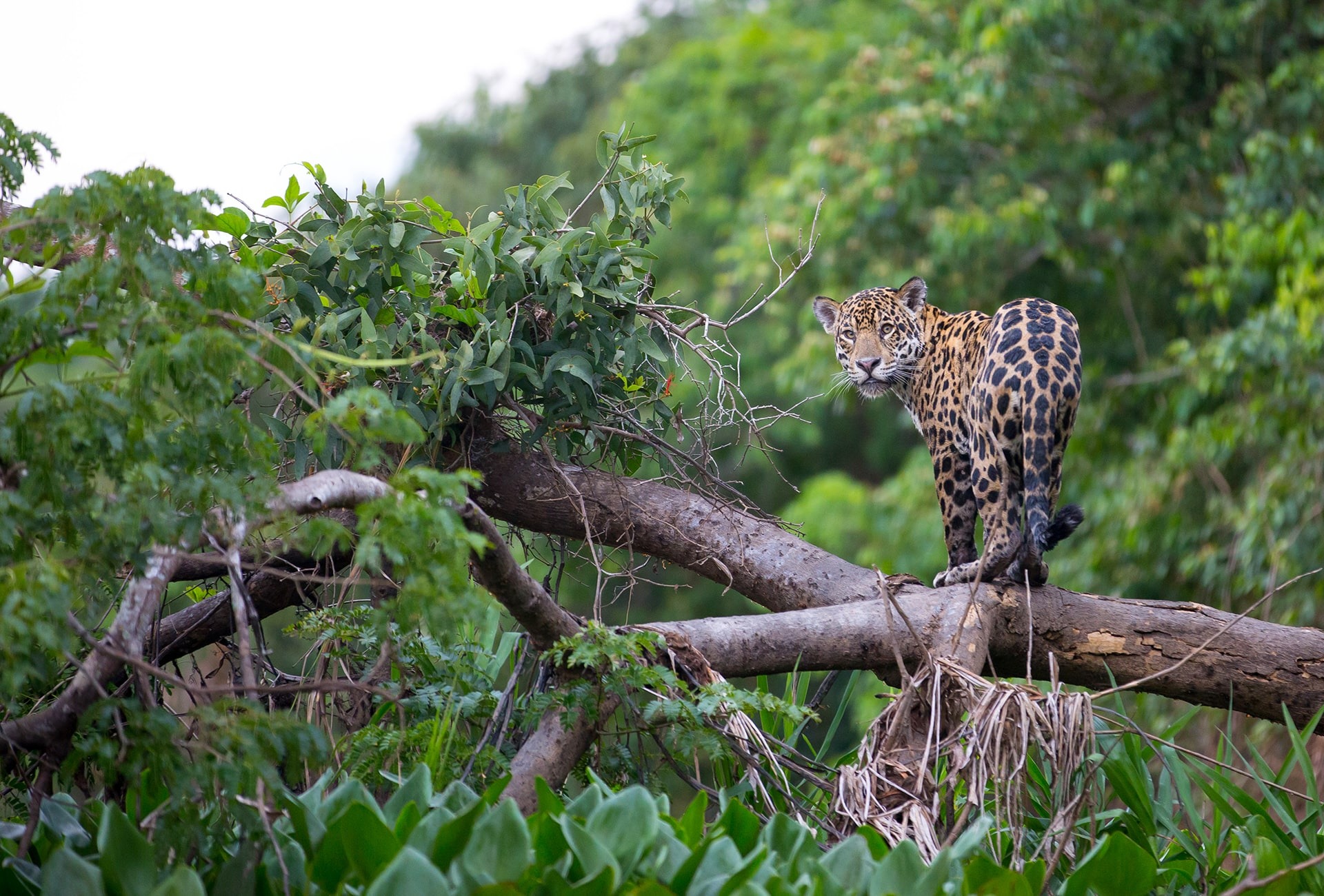 Jaguar, by Pedro Helder Pinheiro