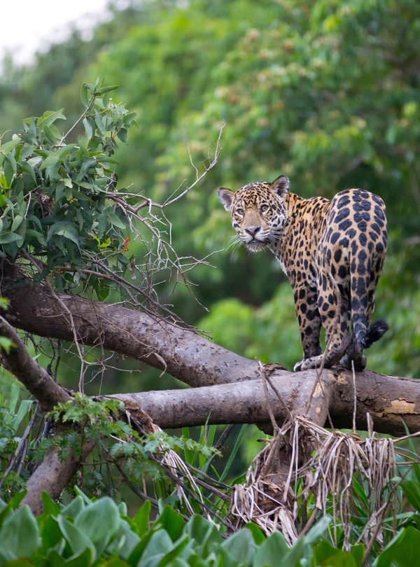Jaguar, by Pedro Helder Pinheiro