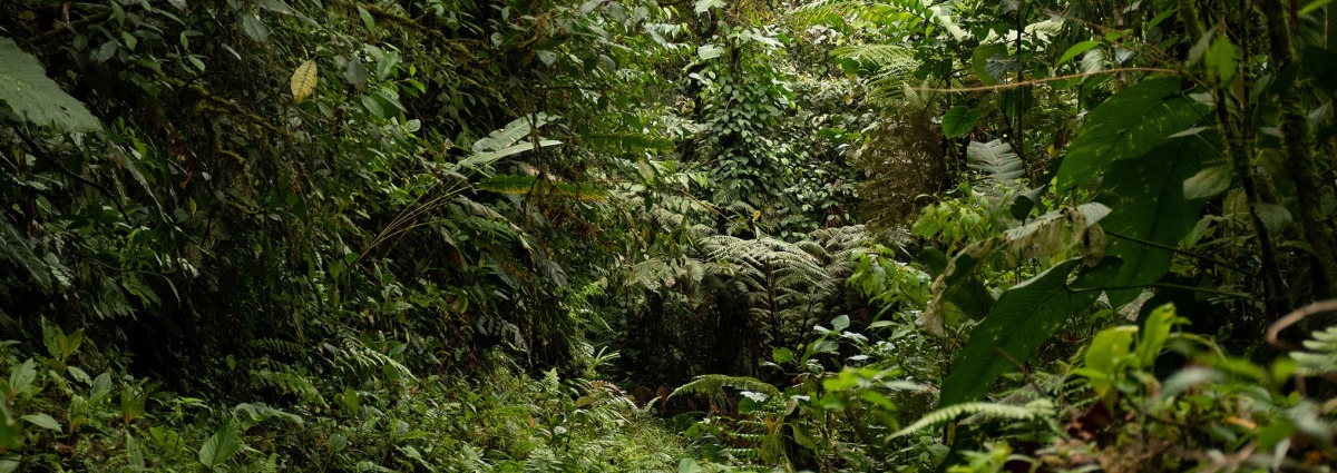 Landscape of the project site in Colombia, by partner WCS