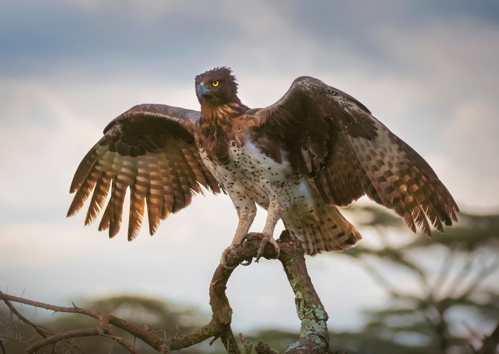 The Martial Eagle, by Theodore Mattas