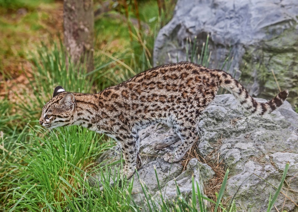 Northern Tiger Cat, by Rod Williams