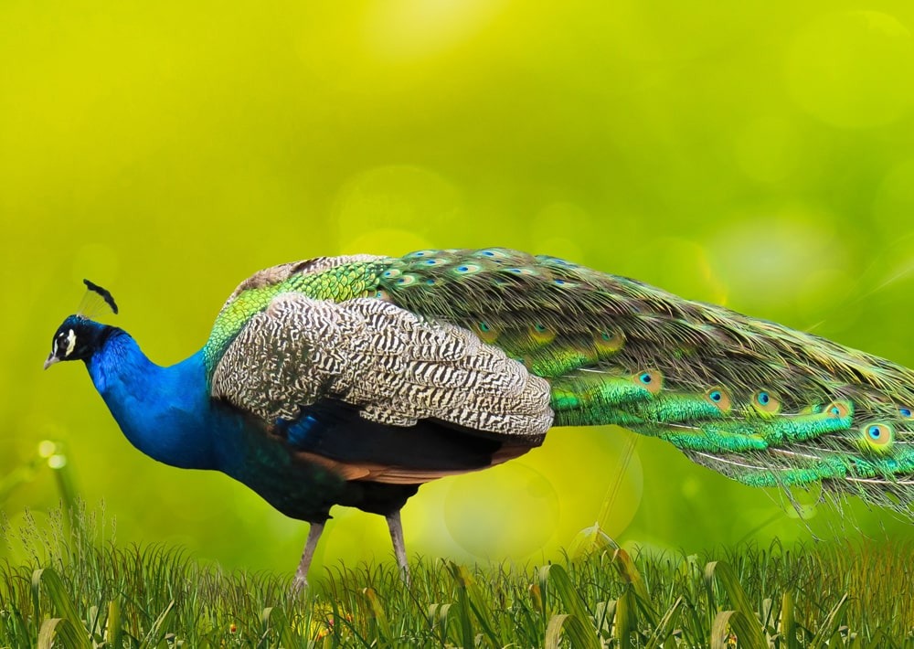 Peafowl, by Huzaifa Niazi