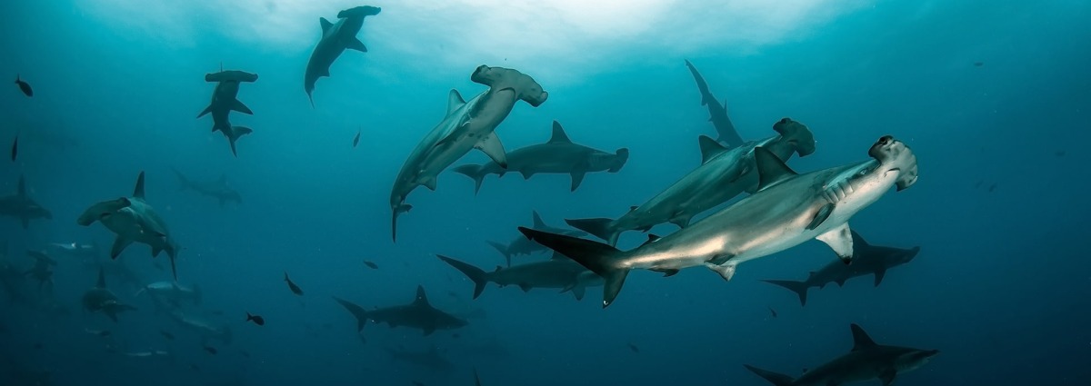 Scalloped Hammerheads, by Tomas Kotouc