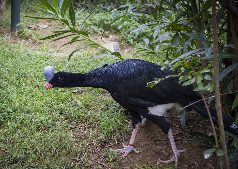 Sira Curassow, by Scarc