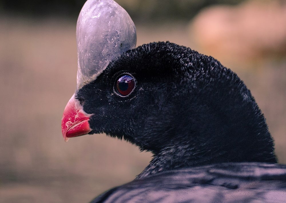 Sira Curassow, by Hanin Baset