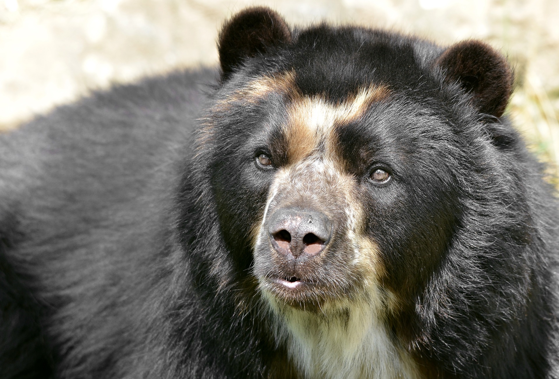 Spectacled Bear also known as the Andean Bear, by Christian Musat
