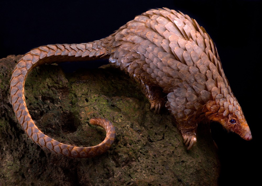 Tree Pangolin, by Reptiles4all