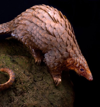 Tree Pangolin, by Reptiles4all